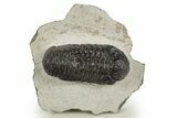 Fossil Austerops Trilobite - Morocco #331936-1